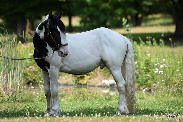 black-overo-trail-riding-horse