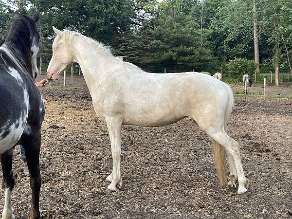 tobiano-blue-eyes-blaze-horse