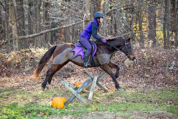 quarter-pony-for-sale
