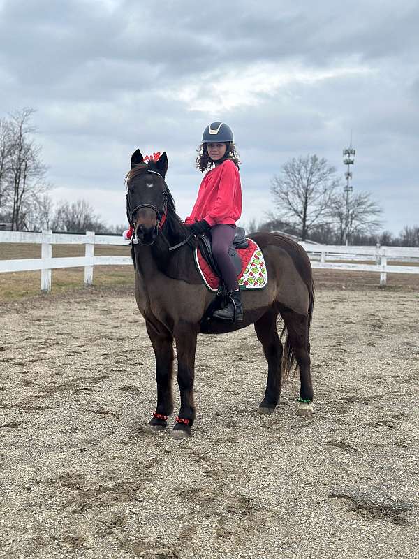 quarter-pony