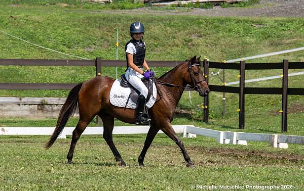 quarter-pony-gelding