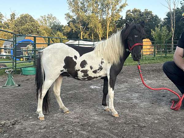 black-amhr-colt-stallion