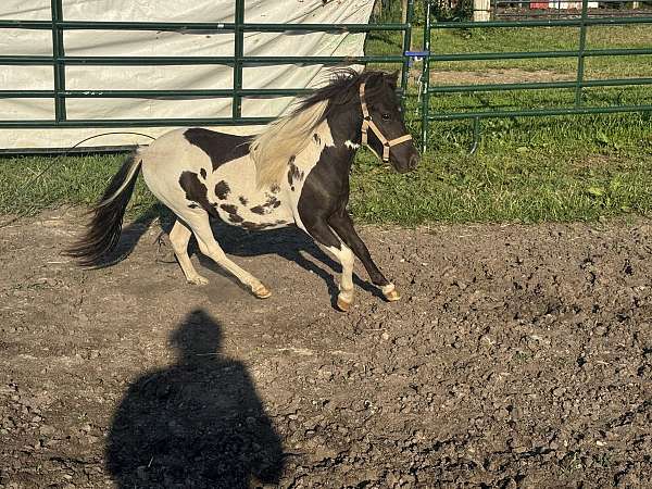 white-homozygous-stallion-horse