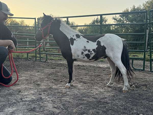 tobiano-amhr-colt-stallion