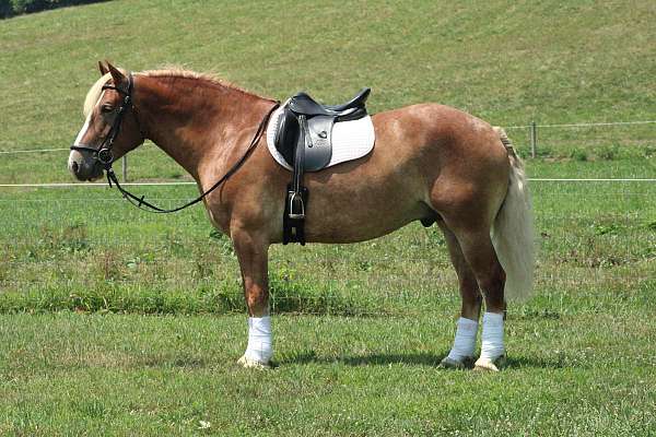 beautiful-draft-horses-great-trail-horse-gelding
