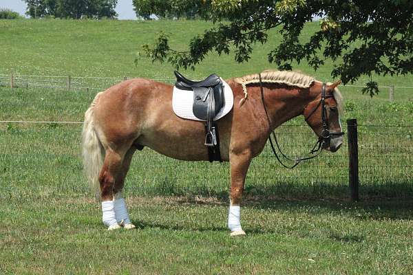 strip-horse