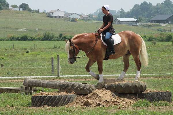 sorrel-strip-horse