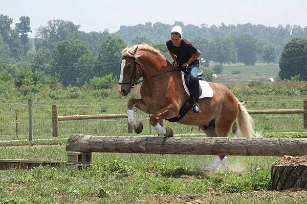 athletic-draft-horse