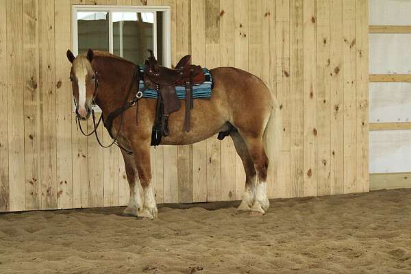 beginner-draft-horse