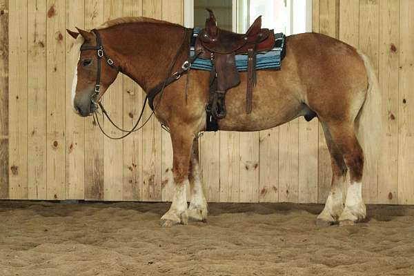 draft-horse