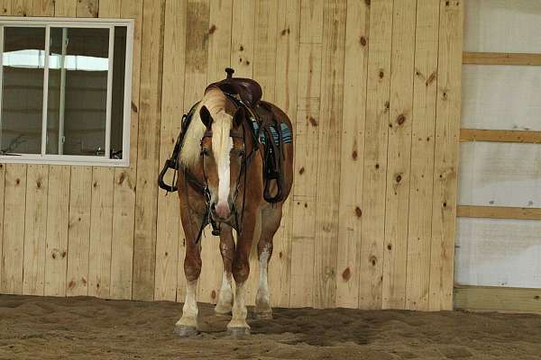 driving-draft-horse