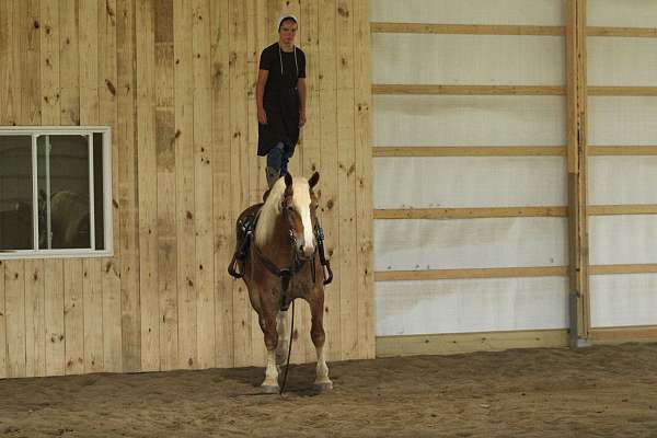 english-pleasure-draft-horse