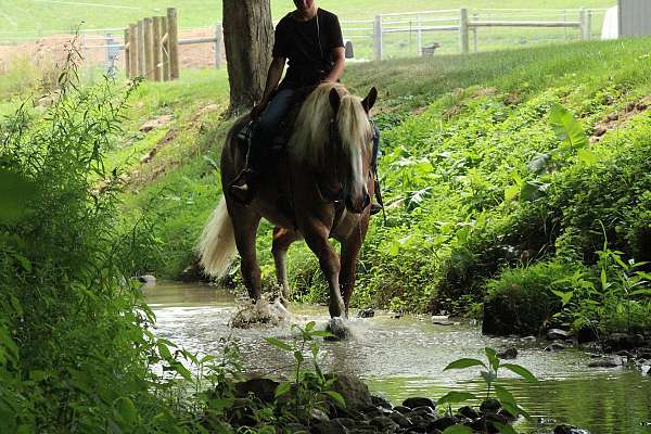 harness-draft-horse