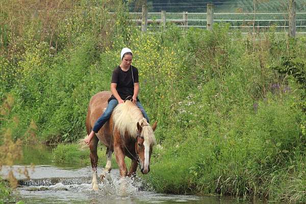 husband-safe-draft-horse