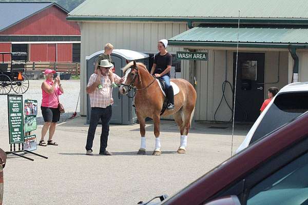 kid-safe-draft-horse