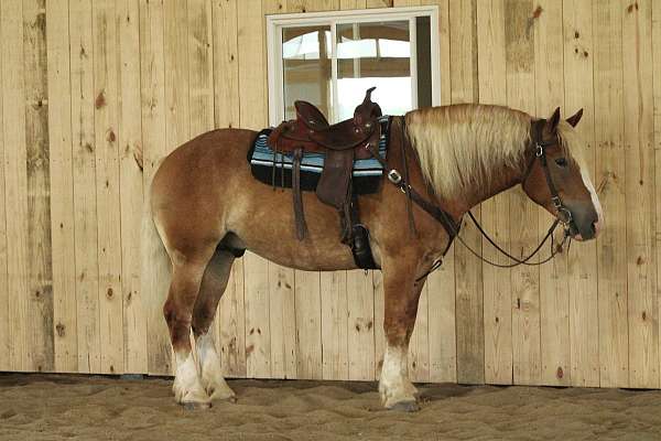lesson-draft-horse