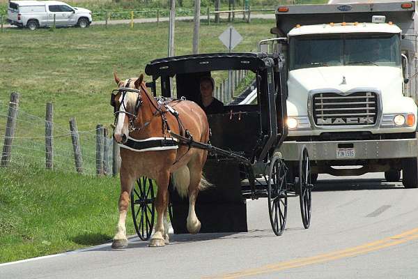 mounted-patrol-draft-horse