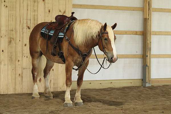 beautiful-draft-horses-great-trail-horse