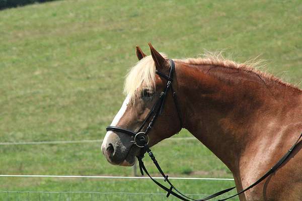 jumping-draft-horse