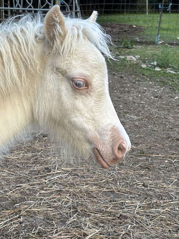 cremello-white-all-around-horse