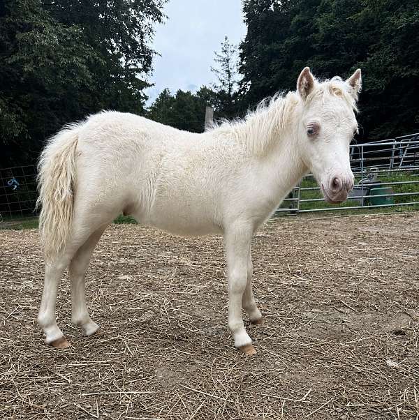 cremello-therapy-horse