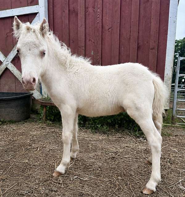 6-hand-cremello-horse