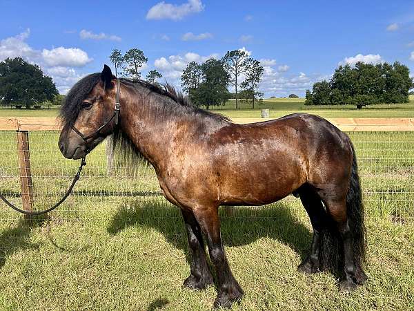 dales-pony-gelding
