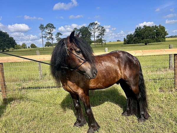 companion-dales-pony-pony