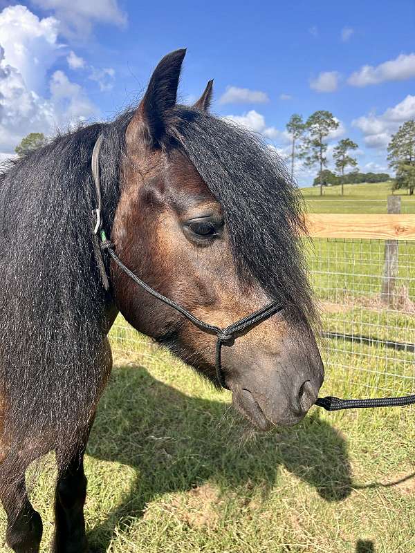 dressage-dales-pony-pony