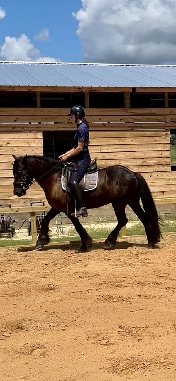 driving-dales-pony-pony
