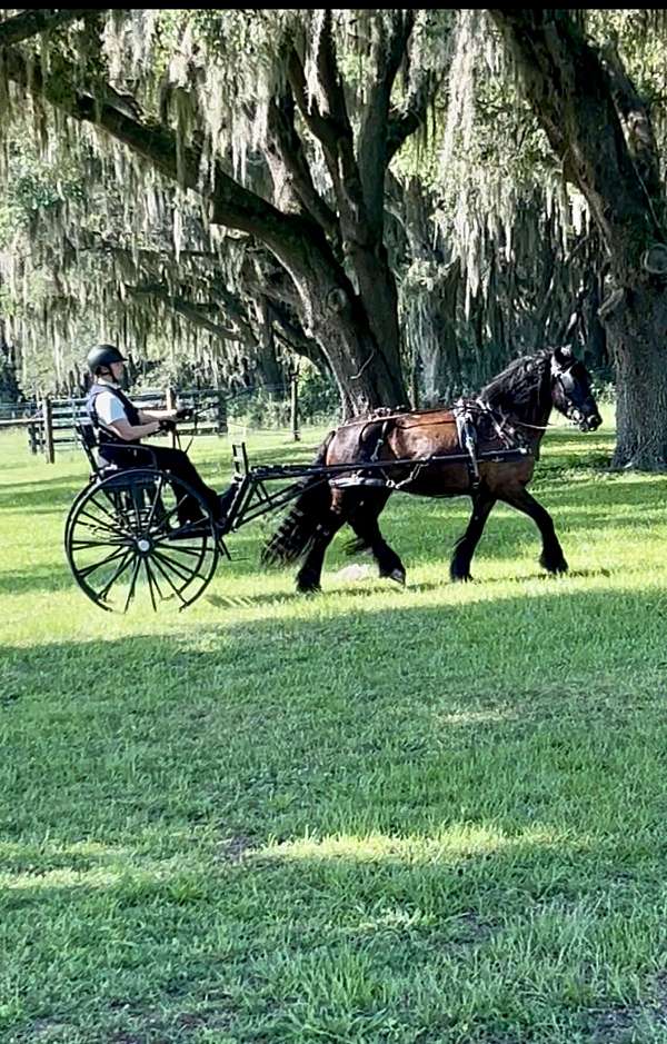 foundation-dales-pony-pony