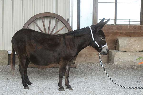 mini-donkey