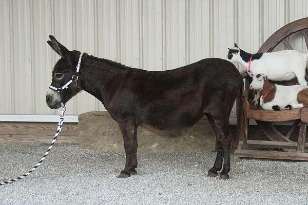 beginner-donkey
