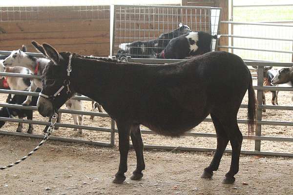 show-donkey