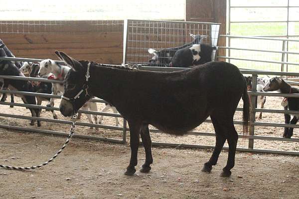 therapy-donkey