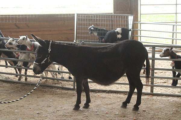 mini-donkey-mare