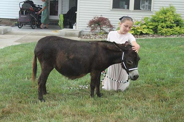 kid-safe-mare