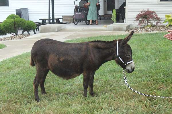 mini-donkey-donkey-spotted