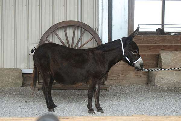 show-mare