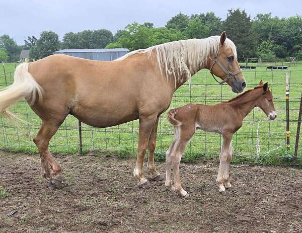 none-horse