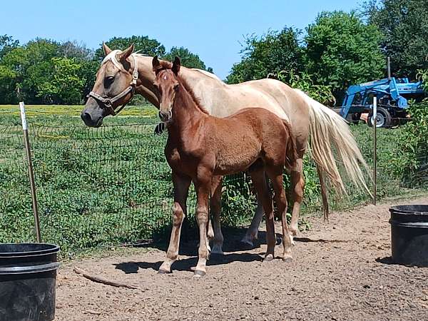 big-beautiful-missouri-fox-trotter-horse
