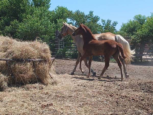 chocolates-missouri-fox-trotter-horse
