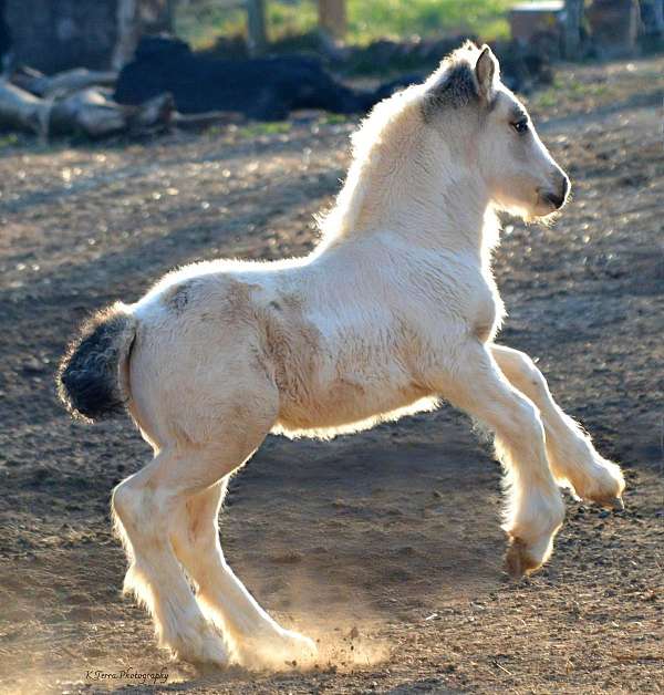ee-aa-crcr-tt-horse