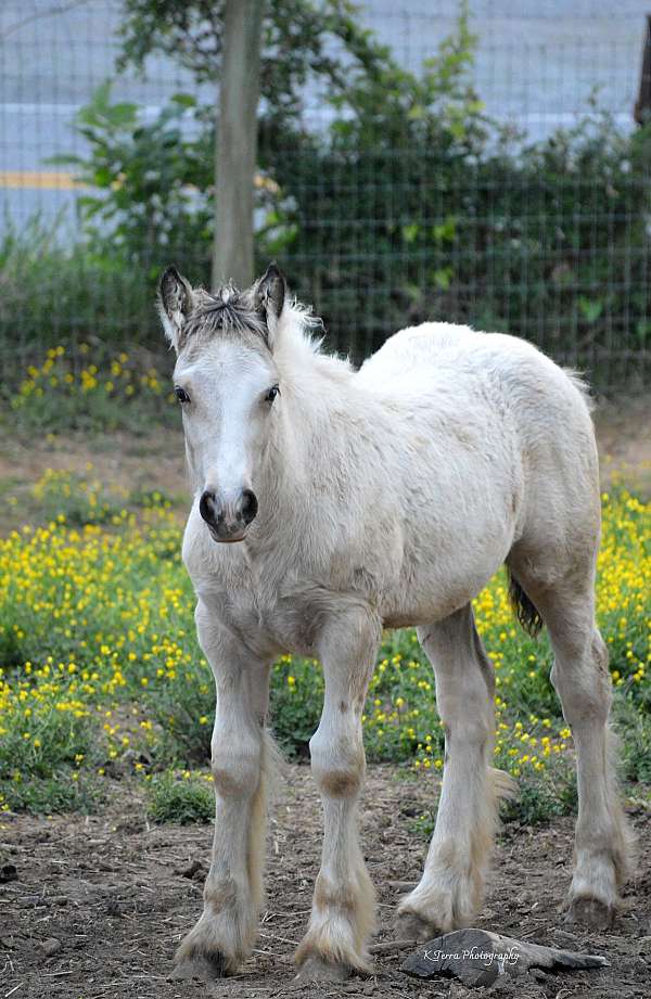 buckskin-overo-ee-aa-crcr-tt-horse