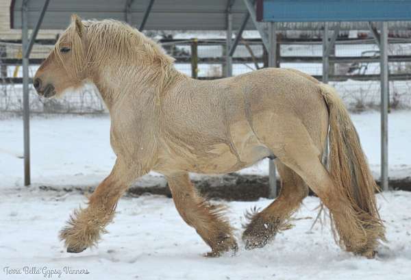 buckskin-overo-gypsy-vanner-filly