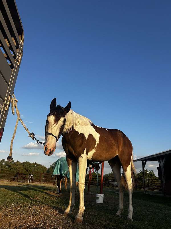 blazing-hot-paint-horse