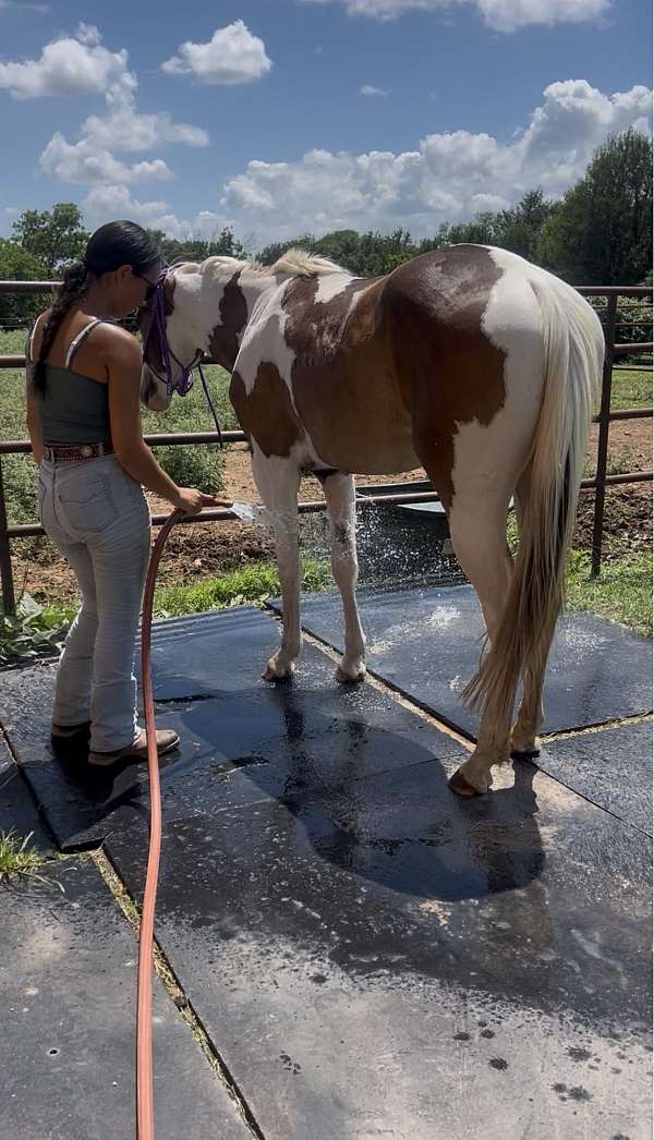 willy-paint-horse
