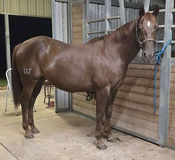 aqha-mare