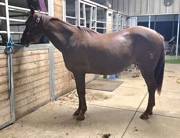 ponied-on-mare