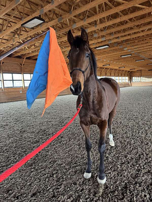 thoroughbred-mare